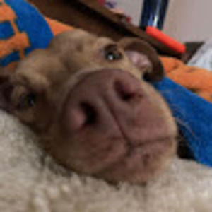 Meet your Posher, Betsy